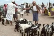 عرب تايم اخبار اليمن الان وتقارير مليشيا الحوثي جبايات المواشي اخبار اليمن الان الحدث اليوم عاجل عرب تايم