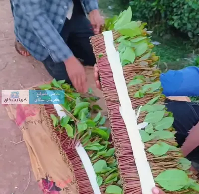 اخبار اليمن الان ارتفاع أسعار القات احتجاز شحنات اخبار اليمن الان الحدث اليوم عاجل