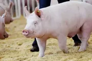 عاجل السعودية اخبار اليمن الان السجن لبائع الخنزير النجف بالعراق اخبار اليمن الان الحدث اليوم عاجل عاجل السعودية