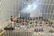 صحيفة الثورة صنعاء اخبار اليمن الان مؤسسات الأسرى المعتقل الفلسطيني الصهيوني اخبار اليمن الان الحدث اليوم عاجل صحيفة الثورة صنعاء