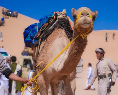 اخبار اليمن الان اختتام لمهرجان لسباقات وتتويج المطهري اخبار اليمن الان الحدث اليوم عاجل