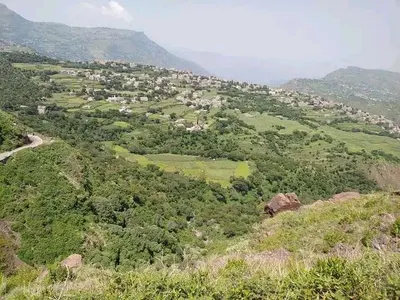 اخبار اليمن الان مواطن يعلن العفو المتسبب بموت  اخبار اليمن الان الحدث اليوم عاجل