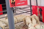 ماركت جيان بعدن مول يقوم بامر غير مسبوق