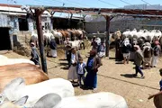 صحيفة المرصد اخبار اليمن الان الأضحى اليمن الذبائح الأسعار الرقابة اخبار اليمن الان الحدث اليوم عاجل صحيفة المرصد