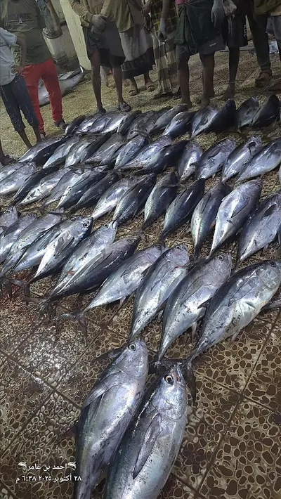 اخبار اليمن الان موسم الثمد يجذب الصيادين والمستهلكين اخبار اليمن الان الحدث اليوم عاجل