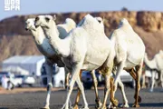 عاجل السعودية اخبار اليمن الان ضاحية عنيزة للإبل تداول الثالثة اخبار اليمن الان الحدث اليوم عاجل عاجل السعودية