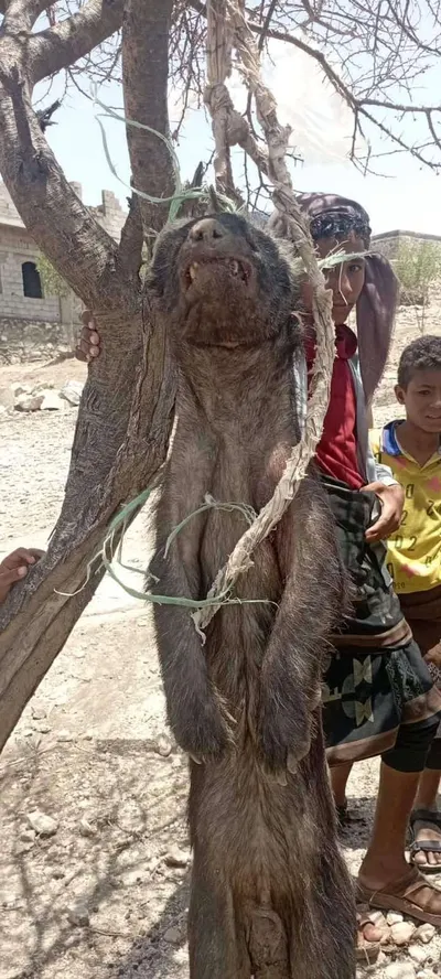 اخبار اليمن الان الحدث اليوم عاجل 