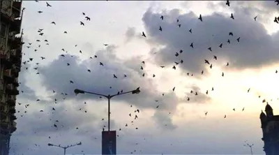 اخبار اليمن الان تصاعد المطالبات بإطلاق انتشار الغربان اخبار اليمن الان الحدث اليوم عاجل