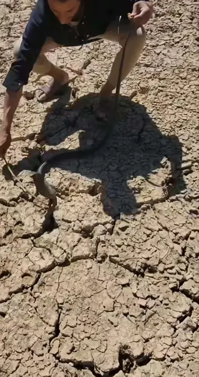 اخبار اليمن الان الربيعي يضبط كوبرا اخبار اليمن الان الحدث اليوم عاجل