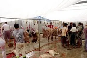 صحيفة الثورة صنعاء اخبار اليمن الان توزيع أضاحي بمديرية الزيدية الحديدة اخبار اليمن الان الحدث اليوم عاجل صحيفة الثورة صنعاء