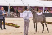 عاجل السعودية اخبار اليمن الان انطلاق الدولية العربية الأصيلة بمشاركة اخبار اليمن الان الحدث اليوم عاجل عاجل السعودية