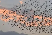 عرب تايم اخبار اليمن الان طيور مطارا ليتوانيا ويستنفر الناتو اخبار اليمن الان الحدث اليوم عاجل عرب تايم