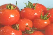 عدن تايم اخبار اليمن الان مادة الطماطم اخبار اليمن الان الحدث اليوم عاجل عدن تايم