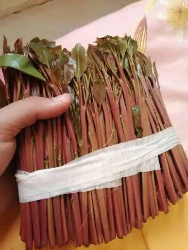 اخبار اليمن الان ارتفاع كبير باسعار القات بعدن اخبار اليمن الان الحدث اليوم عاجل