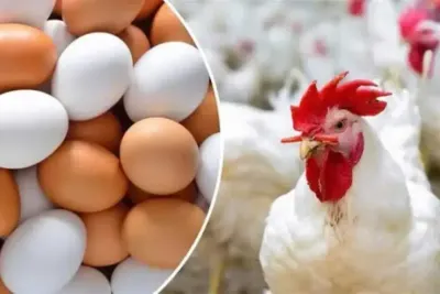 اخبار اليمن الان الساسو للكيلو الدواجن بالسوق المصرى اخبار اليمن الان الحدث اليوم عاجل