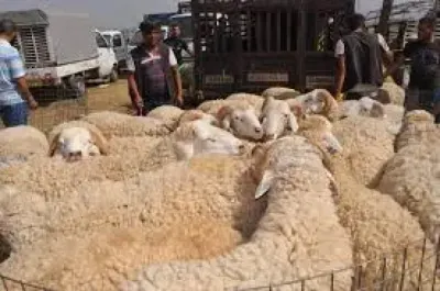 اخبار اليمن الان تصاعد الإقبال بمحافظة استعدادا الأضحى اخبار اليمن الان الحدث اليوم عاجل