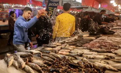 اخبار اليمن الان انفجار الأسماك الأنواع والأسواق الأكثر اخبار اليمن الان الحدث اليوم عاجل