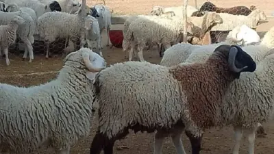 اخبار اليمن الان أسعار الأضاحي بجميع أنواعها لعام اخبار اليمن الان الحدث اليوم عاجل