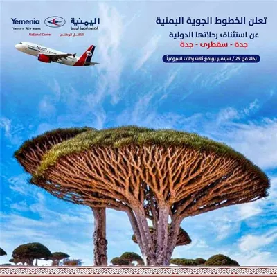 اخبار اليمن الان اليمنية استئناف رحلات سقطرى أسبوعيا اخبار اليمن الان الحدث اليوم عاجل