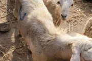 اخبار اليمن الان الحدث اليوم عاجل كريتر إسكاي