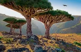 اخبار اليمن الان صحيفة فرنسية الامارات إنشاء امبراطورية اخبار اليمن الان الحدث اليوم عاجل