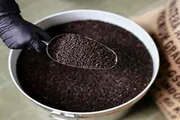 عدن تايم اخبار اليمن الان تناول الفلفل الاسود احذر اخبار اليمن الان الحدث اليوم عاجل عدن تايم