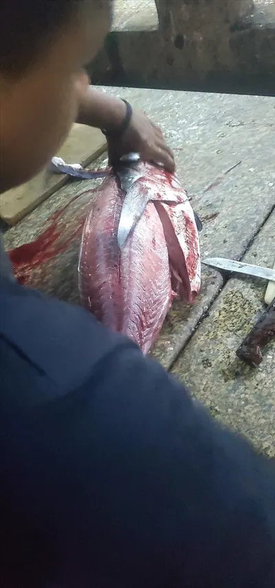 اخبار اليمن الان موسم الثمد يجذب الصيادين والمستهلكين اخبار اليمن الان الحدث اليوم عاجل