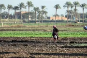 اخبار اليمن الان الحدث اليوم عاجل السلام نيوز