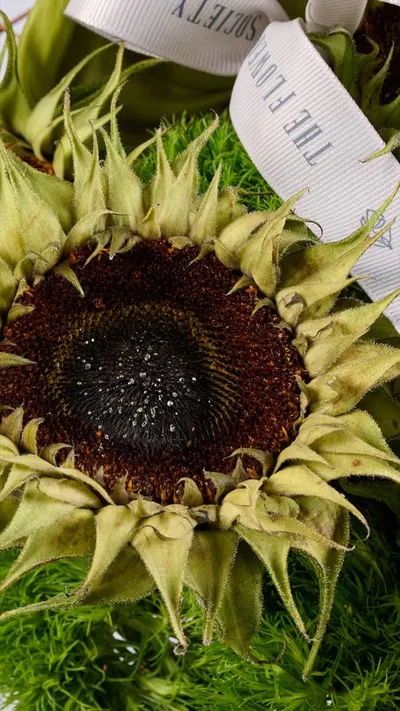 اخبار اليمن الان flower society تستقبل الخريف مستوحاة اخبار اليمن الان الحدث اليوم عاجل