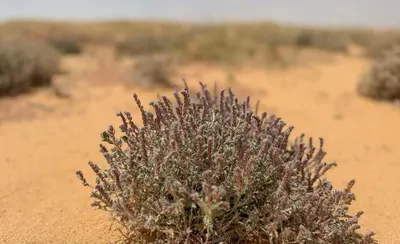 اخبار اليمن الان الحلم الغطاء النباتي منطقة القصيم اخبار اليمن الان الحدث اليوم عاجل