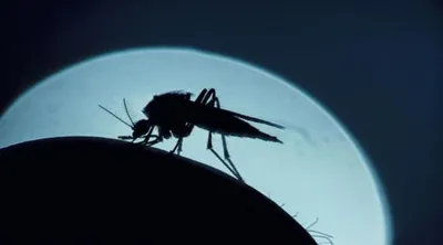 اخبار اليمن الان كيفية التمييز لدغات حشرات الشائعة اخبار اليمن الان الحدث اليوم عاجل