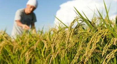 اخبار اليمن الان حكومة اليابان لتشجيع المزراعين إنتاج اخبار اليمن الان الحدث اليوم عاجل