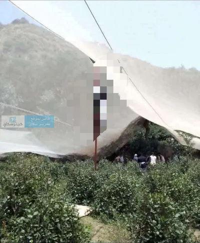 اخبار اليمن الان حادثة مؤلمة العثور مشنو شجرة اخبار اليمن الان الحدث اليوم عاجل