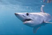 عرب تايم اخبار اليمن الان بشواطئ القصير والصيادون ينجحون اصطياده اخبار اليمن الان الحدث اليوم عاجل عرب تايم