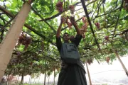 مارب اليوم اخبار اليمن الان الزحف العمراني زراعة العنب اليمن اخبار اليمن الان الحدث اليوم عاجل مارب اليوم