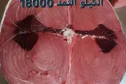 كريتر إسكاي اخبار اليمن الان اسماك الثمد أسعار خيالية بعدن اخبار اليمن الان الحدث اليوم عاجل كريتر إسكاي