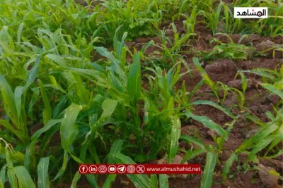 اخبار اليمن الان تعز دودة الحشد الخريفية يتزايد اخبار اليمن الان الحدث اليوم عاجل