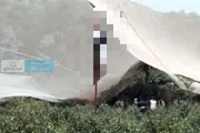 كريتر إسكاي اخبار اليمن الان حادثة مؤلمة العثور مشنو شجرة اخبار اليمن الان الحدث اليوم عاجل كريتر إسكاي