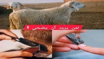 اخبار اليمن الان الإفتاء يجيب الأظافر الشعر للمضحي اخبار اليمن الان الحدث اليوم عاجل