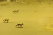 صحيفة المرصد اخبار اليمن الان فيديو الذعر مجموعات الثعالب السوشيال اخبار اليمن الان الحدث اليوم عاجل صحيفة المرصد
