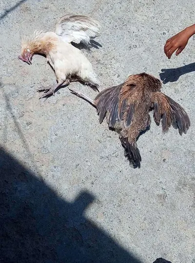 اخبار اليمن الان مجهول الدجاج وتحذيرات اتساع الانتشار اخبار اليمن الان الحدث اليوم عاجل