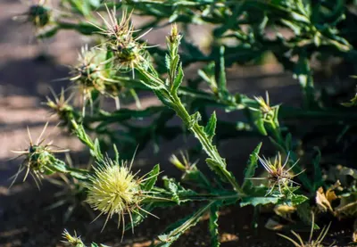 اخبار اليمن الان عشبة المرار نباتي الحدود الشمالية اخبار اليمن الان الحدث اليوم عاجل