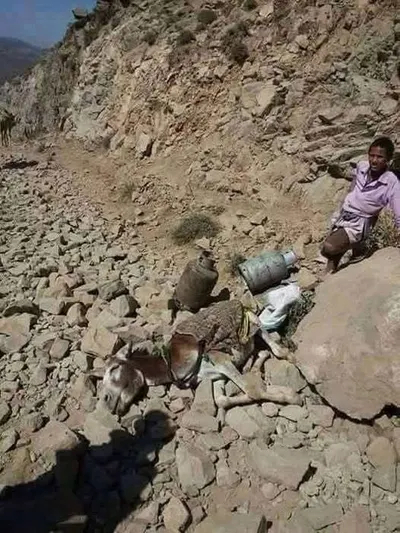 اخبار اليمن الان حادث مواطن وحماره أثناء الغاز اخبار اليمن الان الحدث اليوم عاجل