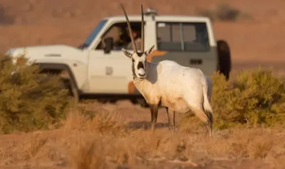 اخبار اليمن الان العربي الحياة الفطرية عبدالعزيز الملكية اخبار اليمن الان الحدث اليوم عاجل