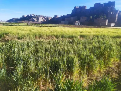 اخبار اليمن الان الأرصاد الإنذار ويتوقع الصقيع المرتفعات اخبار اليمن الان الحدث اليوم عاجل