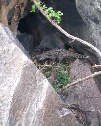 اخبار اليمن الان ظهور حيوان غريب المنطقة  اخبار اليمن الان الحدث اليوم عاجل