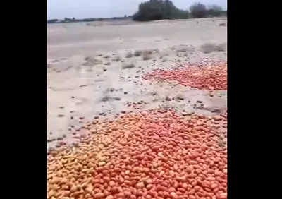 اخبار اليمن الان مزارع يرمي محصول الطماطم والسبب اخبار اليمن الان الحدث اليوم عاجل