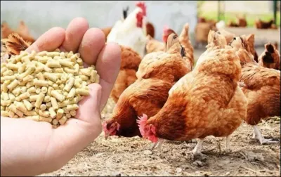 اخبار اليمن الان أسعار أعلاف الدواجن الإثنين 2025 اخبار اليمن الان الحدث اليوم عاجل